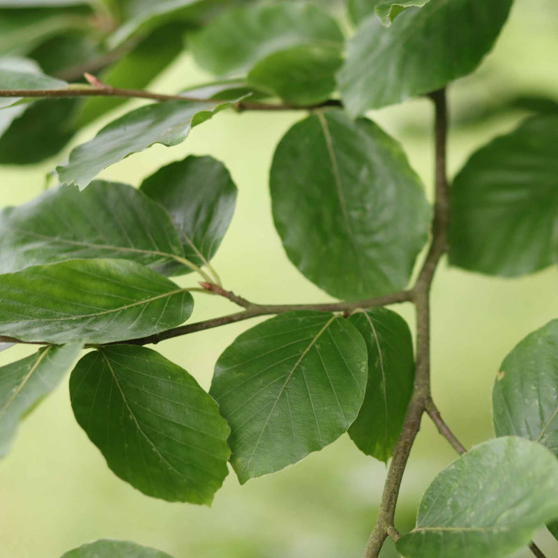 Common Beech Hedging | Fagus sylvatica Shrubs