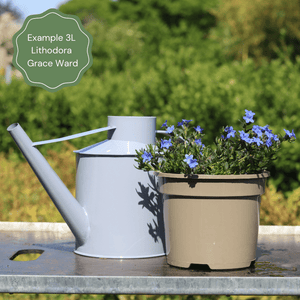 Lithodora 'Grace Ward' Perennial Bedding