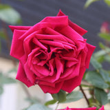 'Ingrid Bergman™' Hybrid Tea Rose | Bouquet Rose Shrubs