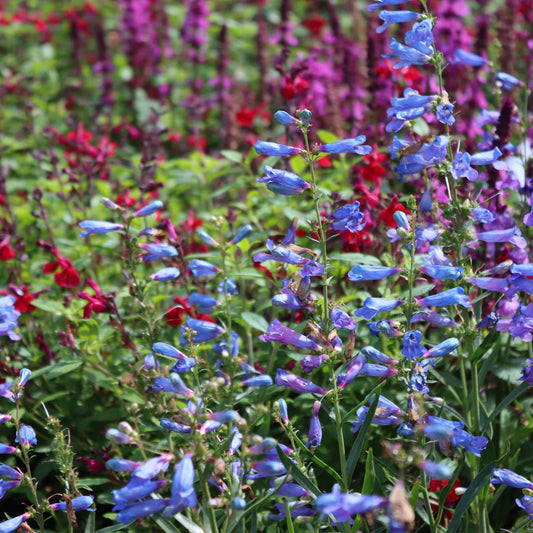 Penstemon 'Electric Blue' Perennial Bedding