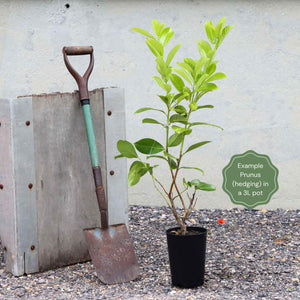 Cherry Laurel Hedging | Prunus laurocerasus 'Rotundifolia' Shrubs