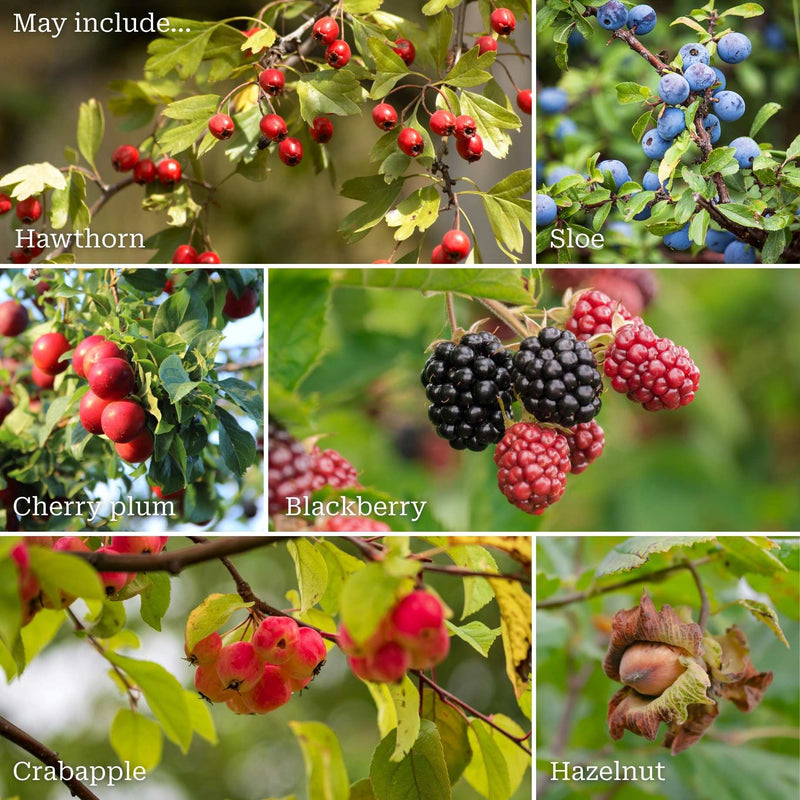 A Completely Edible Hedge Shrubs