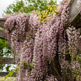 Wisteria Floribunda 'Rosea' Climbing Plants