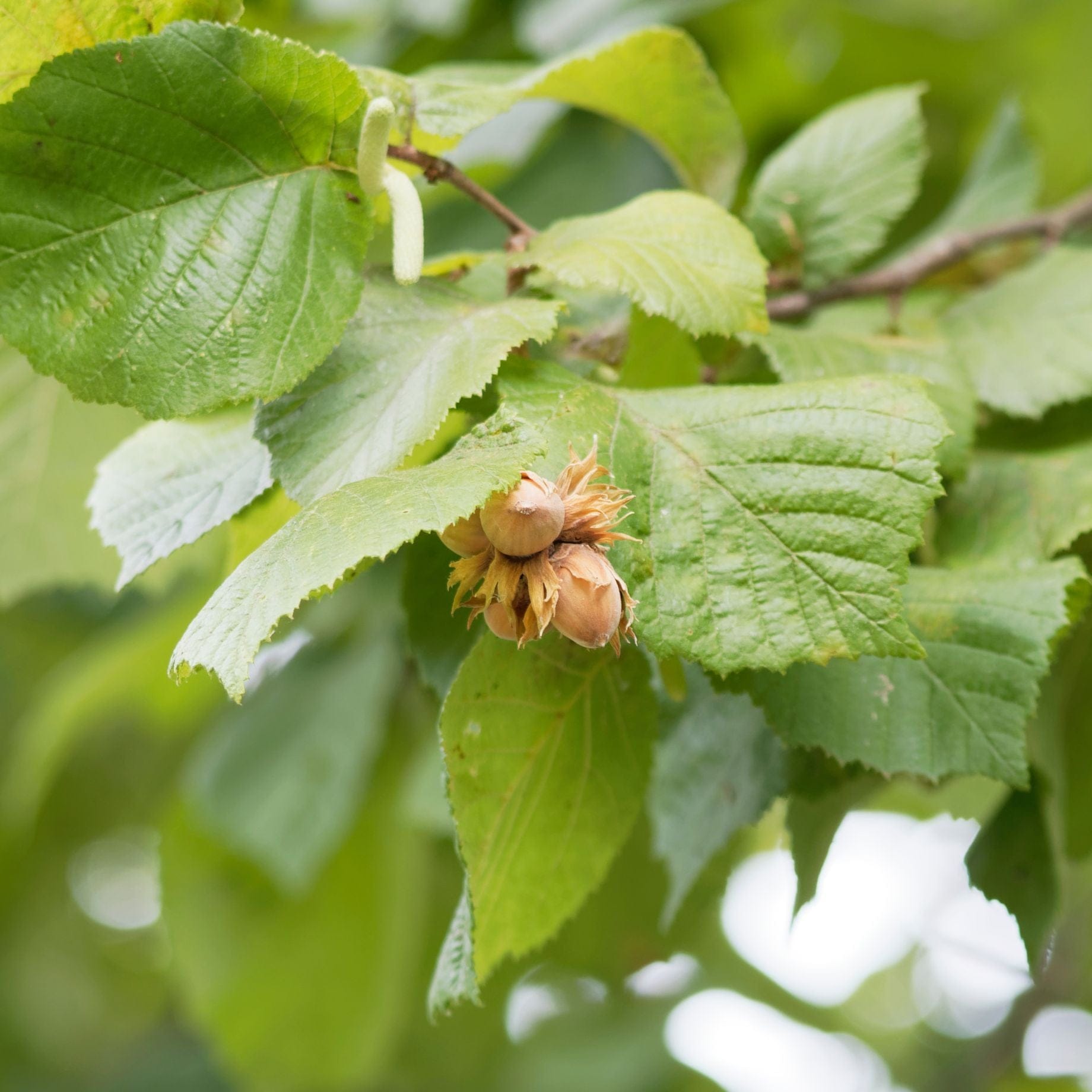 Hazel Tree Corylus Avellana Roots Plants hazel-tree-corylus-avellana-roots-plants