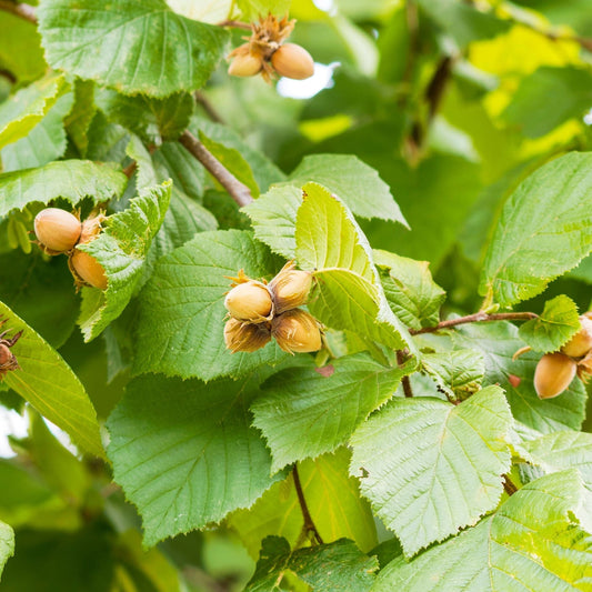 'Kentish Cob' Cobnut Tree Fruit Trees