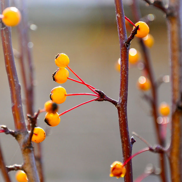 'Comtesse de Paris' Crabapple Tree Fruit Trees