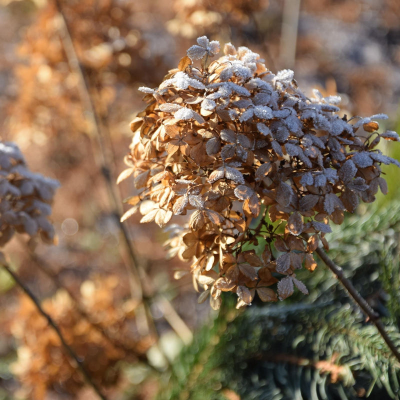 Hydrangea paniculata 'Candlelight' Shrubs