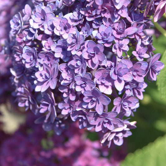 Hydrangea macrophylla 'Blue Expression' Shrubs