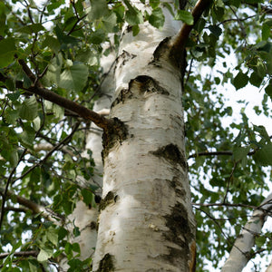 Silver Birch Tree | Betula Pendula Ornamental Trees