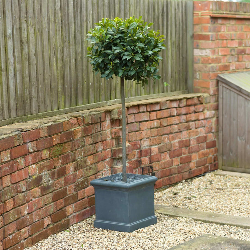 Patio Bay Tree | Laurus nobilis 'Bay Junior' Ornamental Trees