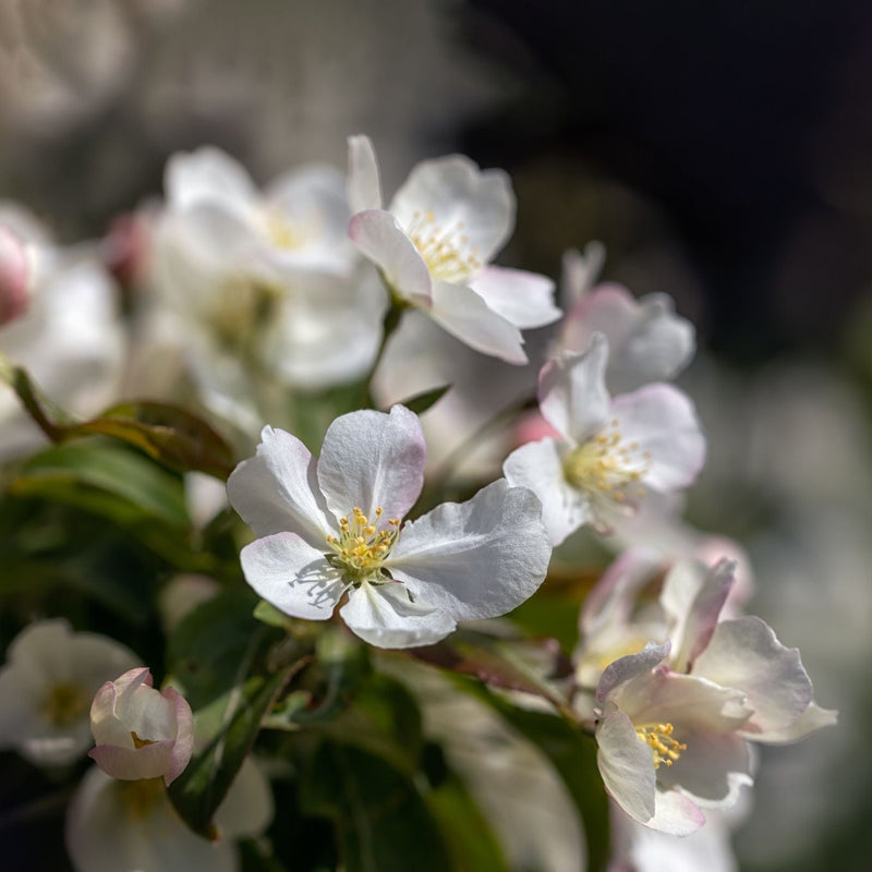 'Wedding Bouquet' Crabapple Tree Fruit Trees