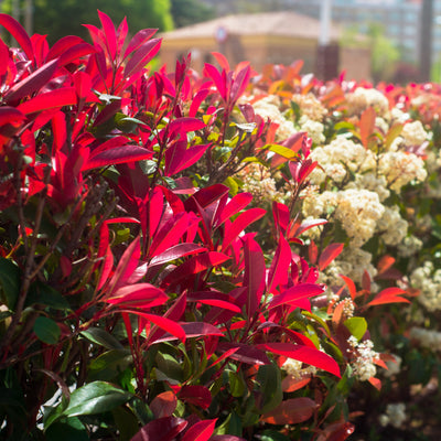 Photinia 'Red Robin'