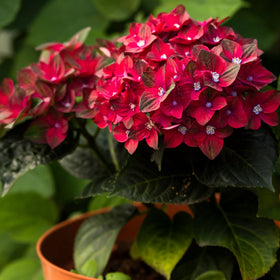 Hydrangea macrophylla 'Rembrandt Rosso Glory' Shrubs