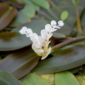 Water Hawthorn | Aponogeton distachyos Pond Plants