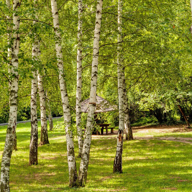 Silver Birch Tree | Betula Pendula Ornamental Trees