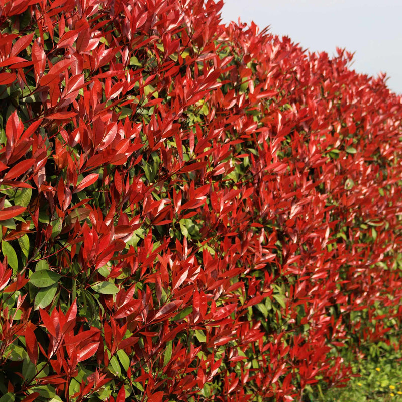 Photinia 'Red Robin' Shrubs