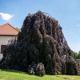 Purple Beech Tree | Fagus sylvatica 'Purple Fountain' Ornamental Trees