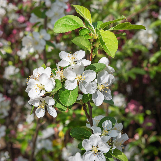 'Yellow Siberian' Crabapple Tree Fruit Trees