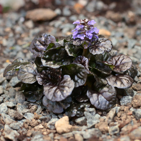 Ajuga 'Black Scallop' Perennial Bedding