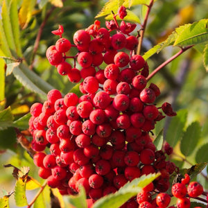 Cut-Leaf Mountain Ash Tree | Sorbus asplenifolia Ornamental Trees