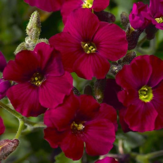 Aubrieta Axcent Burgundy Perennial Bedding