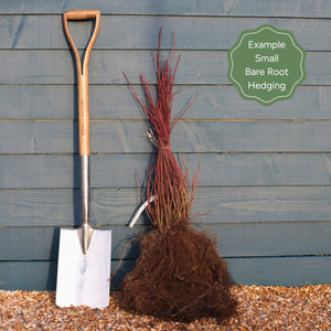 Cherry Laurel Hedging | Prunus laurocerasus 'Rotundifolia' Shrubs