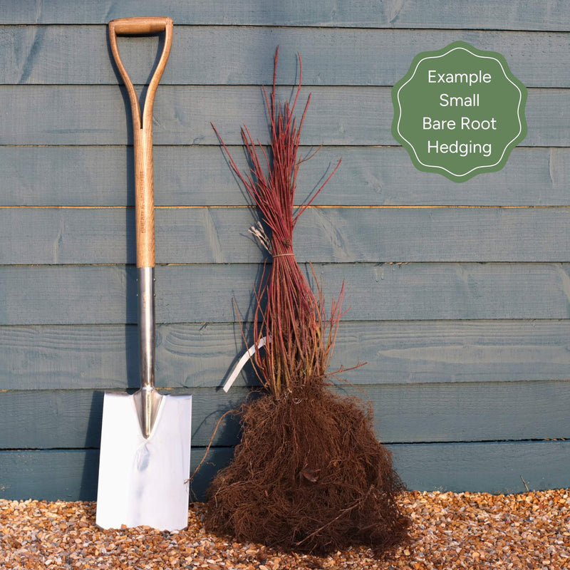 Cherry Laurel Hedging | Prunus laurocerasus 'Rotundifolia' Shrubs