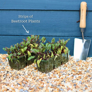 Mixed Beetroot Plants Vegetables