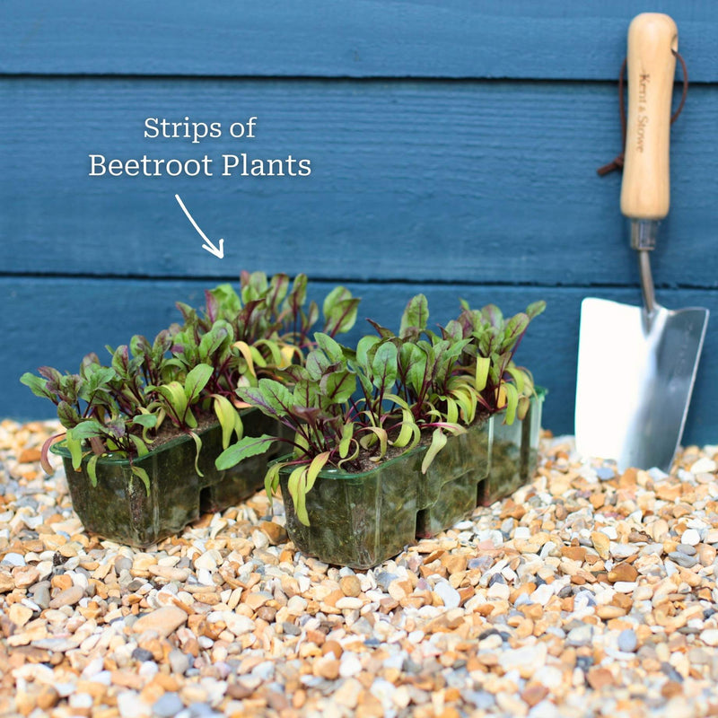 Mixed Beetroot Plants Vegetables