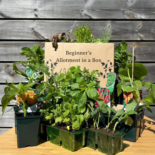 Beginner's Allotment in a Box | Easiest Vegetables to Grow Vegetables