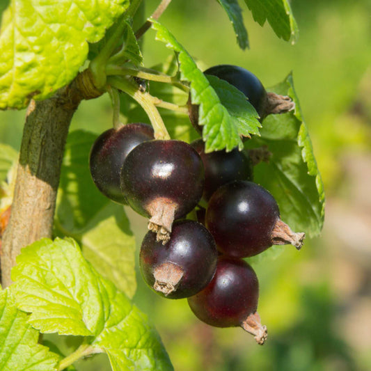 'Ben Alder' Blackcurrant Bush Soft Fruit