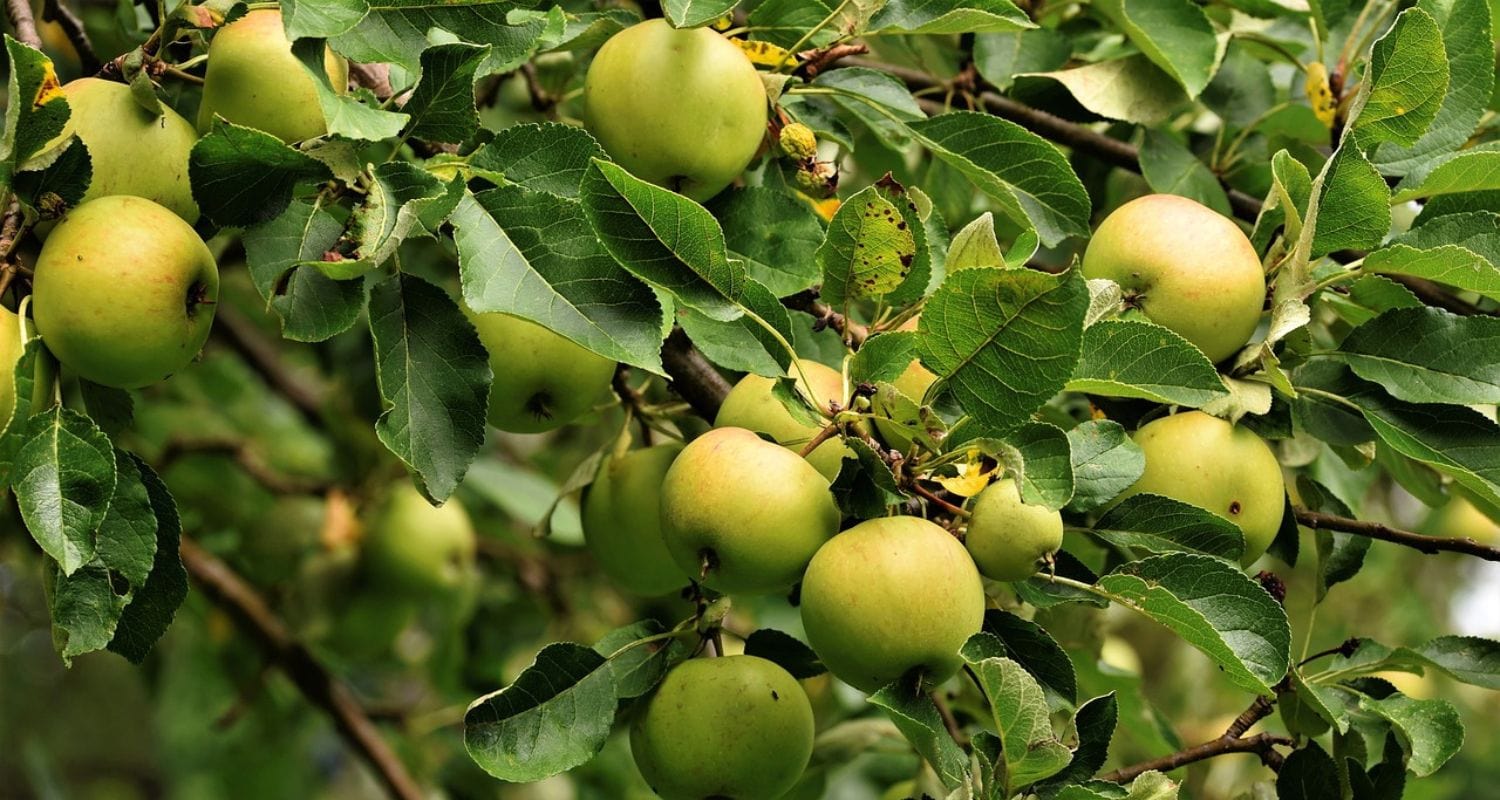 Best Apple Varieties: Which Variety Should You Choose?