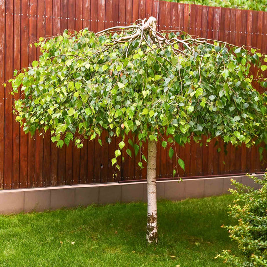 Weeping Silver Birch Tree | Betula pendula 'Youngii' Ornamental Trees