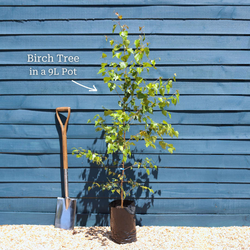 Paper Birch Tree | Betula papyrifera Ornamental Trees