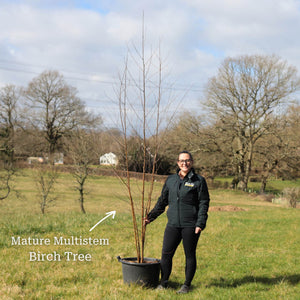 Silver Birch Tree | Betula Pendula Ornamental Trees
