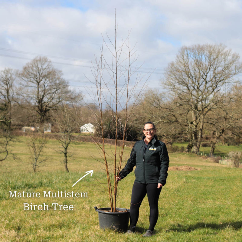 Silver Birch Tree | Betula Pendula Ornamental Trees