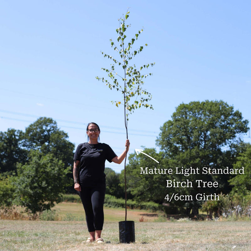Silver Birch Tree | Betula pendula Ornamental Trees
