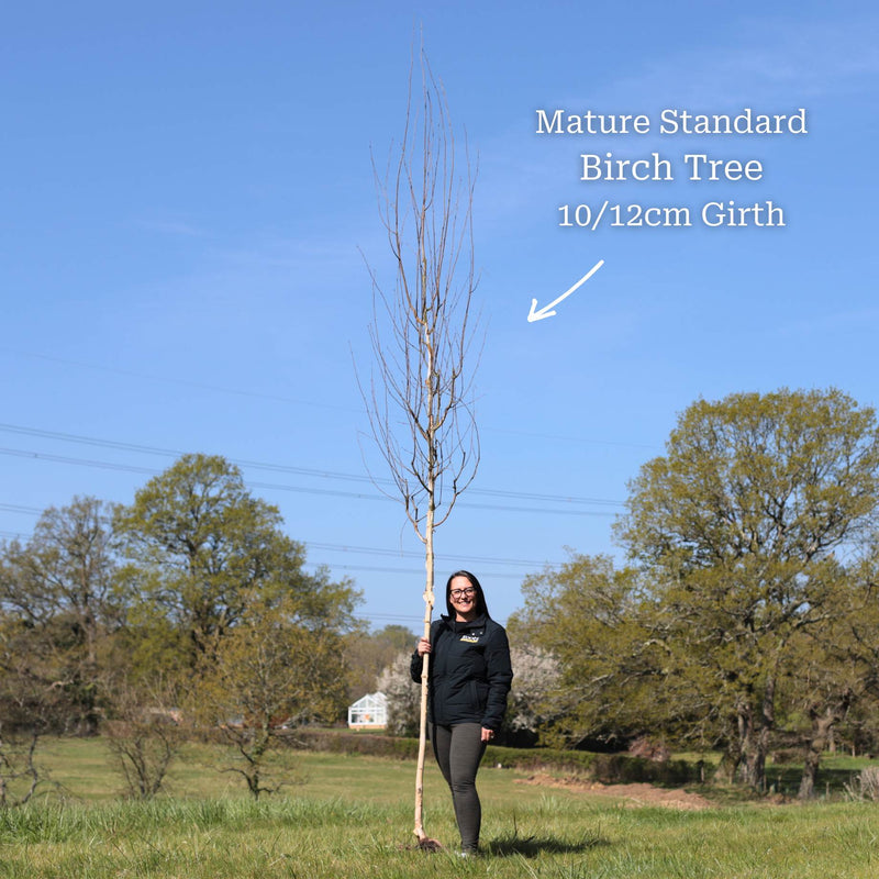 Silver Birch Tree | Betula pendula Ornamental Trees
