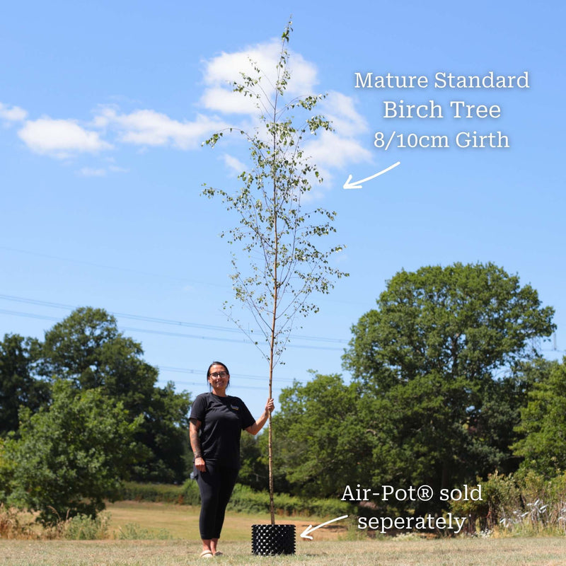 Silver Birch Tree | Betula pendula Ornamental Trees