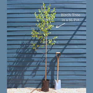 Silver Birch Tree | Betula pendula Ornamental Trees
