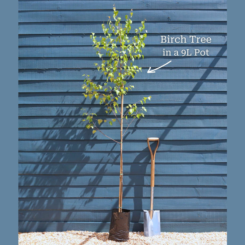 Silver Birch Tree | Betula pendula Ornamental Trees