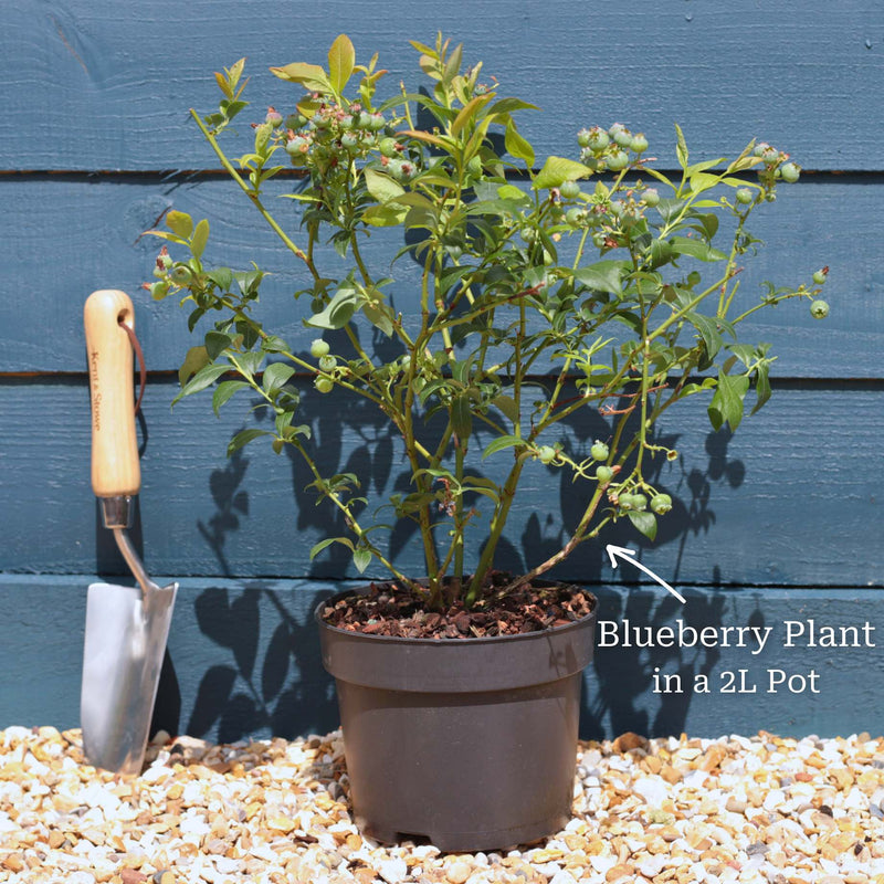 'Pink Lemonade' Blueberry Bush Soft Fruit