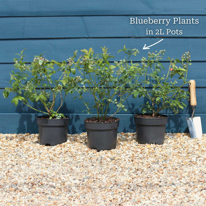 'Pink Lemonade' Blueberry Bush Soft Fruit