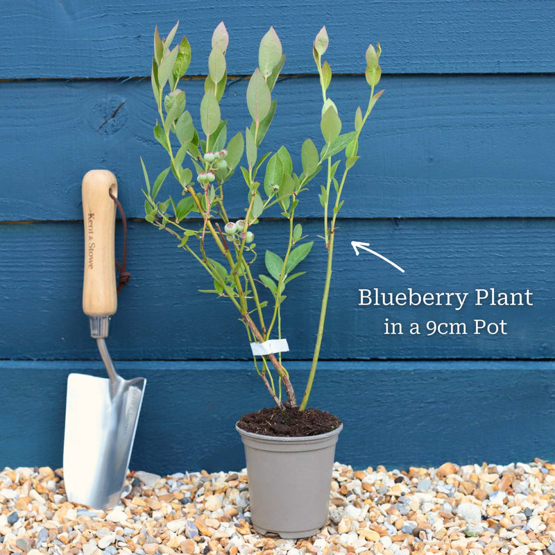 'Sunshine Blue' Evergreen Blueberry Bush Soft Fruit