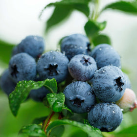 'Brigitta' Blueberry Bush Soft Fruit