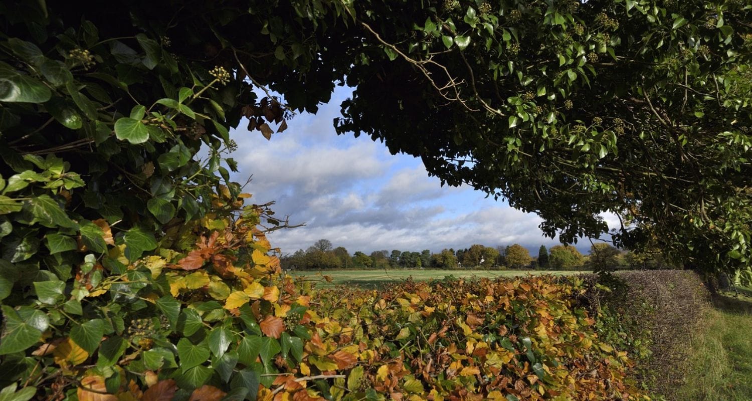British Hedgerow Plants: Best Native Hedging Picks
