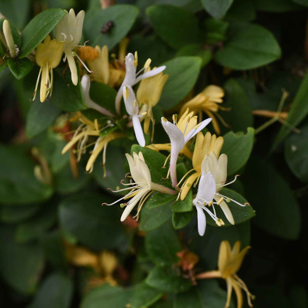 'Heaven Scent' Honeysuckle | Lonicera periclymenum Climbing Plants