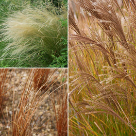 Classic Ornamental Grass Collection Perennial Bedding