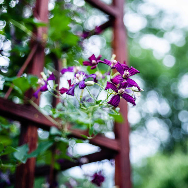 Clematis 'Sweet Summer Love' Climbing Plants
