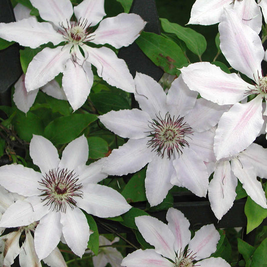Clematis 'Wedding Day' Climbing Plants